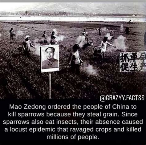 Grazyyfactss Mao Zedong Ordered The People Of China To Kill Sparrows