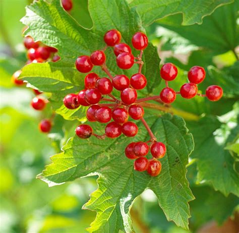19 Berry Plants For Birds To See Them Come And Go All Season Berry