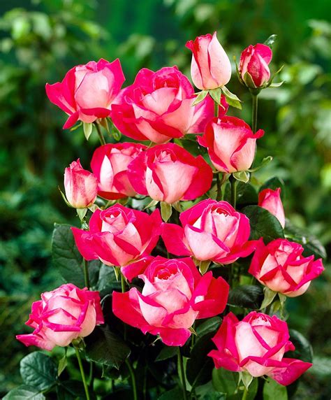 Fiori simili alle rose nome : Rose Grandiflora Gaujard ® - Cespuglio | Bellissimi fiori ...