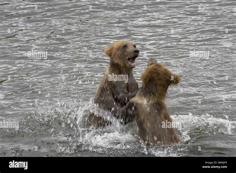 Two Grizzly Brown Bear Cubs Playing Stock Photo Alamy