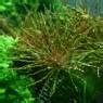 Ludwigia Inclinata Var Verticillata Curly Flowgrow Aquatic Plant