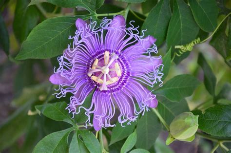 Passion Flower Symbolism Facts And Benefits Floweradvisor