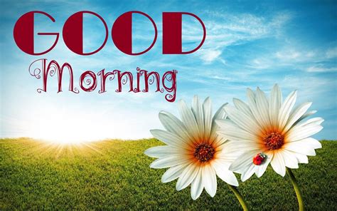 A good morning wish is a nice way to make someone's day. Images for good morning 30 free download new 2017