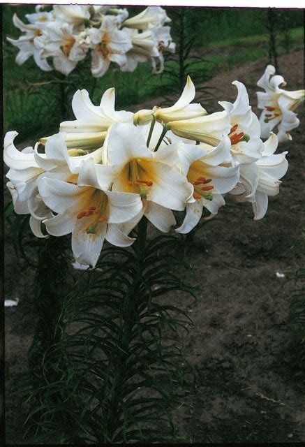 Lilium Regale Album Huge Pure White Flower Heads Yellow Throat
