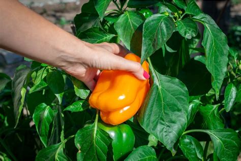 How To Plant Bell Peppers For A Tasty Addition To Your Garden Happysprout