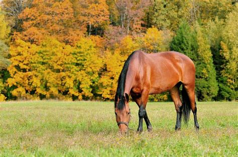 Horses In The Fall