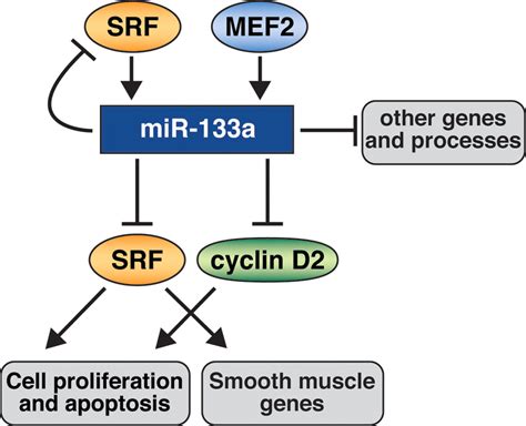 microrna 133a regulates cardiomyocyte proliferation and suppresses smooth muscle gene expression