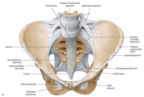 Anatomy And Biomechanics Of The Sacroiliac Joint The Best Porn Website