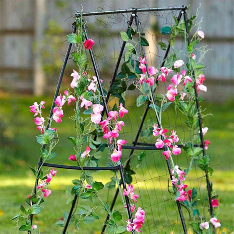 Sweet Pea Queen Of The Annuals Suttons Gardening Grow How