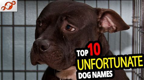 🐕 Top 10 Unfortunate Dog Names For Male And Female Unfortunate Dog Name