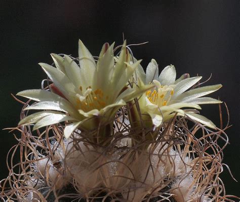 The warmer the air, the more it will need to be watered. Turbinicarpus krainzianius minimus | Succulents, Cactus ...