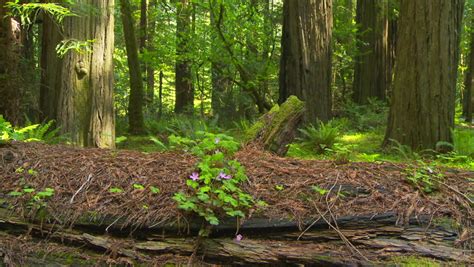 Fallen Redwood Tree In Forest Stock Footage Video 2758085 Shutterstock