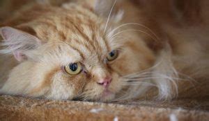 Cat Breeds With Ear Tufts And Ear Furnishings