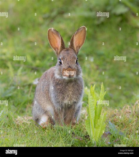Close Up Of Cute Wild Uk Bunny Rabbit Oryctolagus Cuniculus Isolated