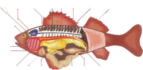 Internal Anatomy Of A Bony Fish Diagram Quizlet
