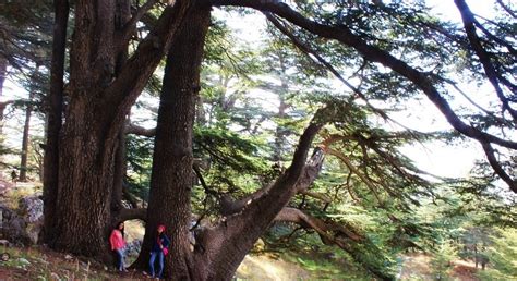 8 Cedars Forests To Visit In Lebanon