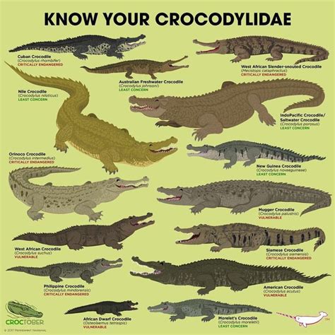Peppermint Narwhal Creative On Instagram “croctober Crocodylidae