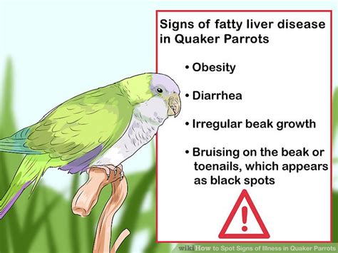 3 Ways To Spot Signs Of Illness In Quaker Parrots Wikihow Pet