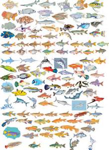  Fish Free Vector Graphics All Aquarium Fish Types Names
