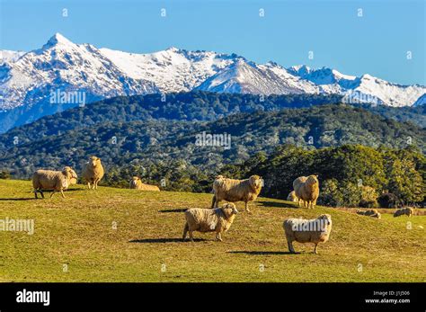 Sheep In A Green Meadow And Snowy Mountains In The Background In The