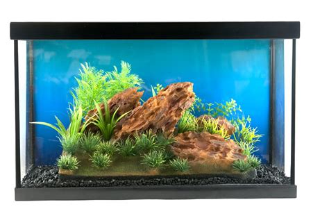 The two most prominent observation haki is, arguably, the most used haki type in the one piece world. Aquascape Aquarium Kit - Aquascape Ideas