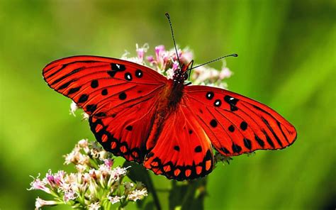 Beautiful Butterfly Photos Weneedfun