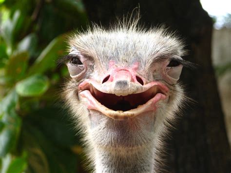 Do Ostriches Really Bury Their Heads In The Sand Ostriches Animals