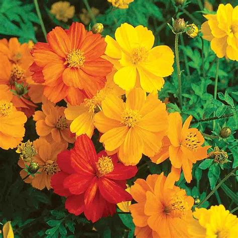 Cosmos Sunny Mixed Colors Flower Seed Ferry Morse Home Gardening