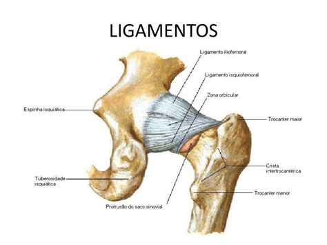 Qual A Função Do Ligamento