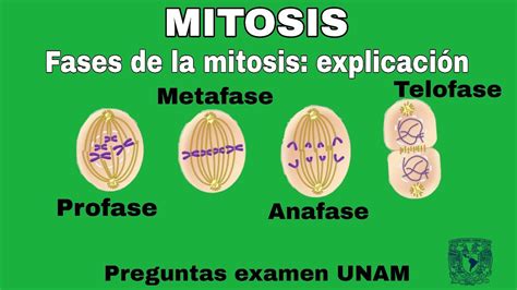 Mitosis Fases De La Mitosis Explicación Completa División Celular