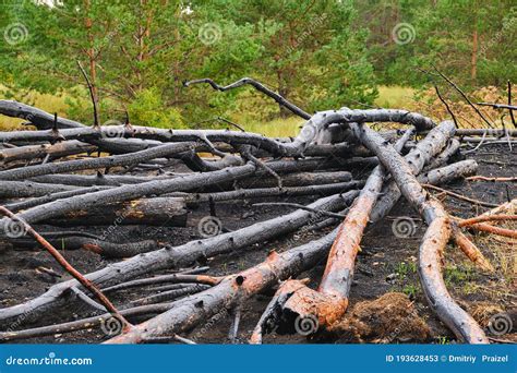 Fallen Burned And Charred Trees After A Fire In A Pine Forest Stock