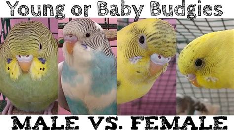 Baby Budgies Gender Difference Male Vs Female Baby Budgies Baby