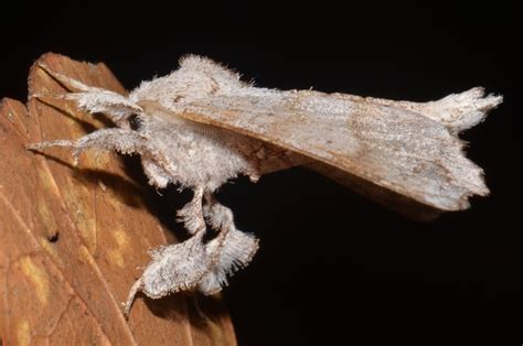 Olceclostera Angelica Angel Moth Image