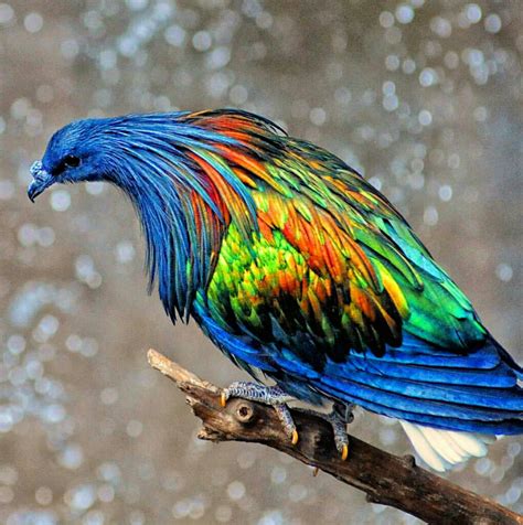 Wild Colors In Birds Unique Rare Bird