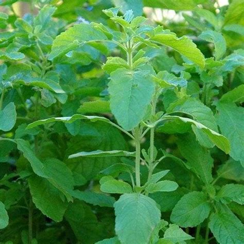 Rama Tulsi Green Indian Holy Basil Ocimum Sanctumtenuiflorum Local Seeds