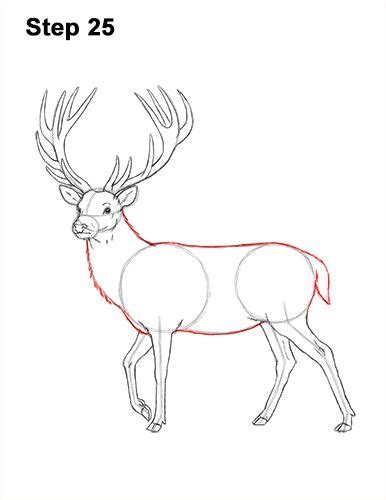 How To Draw A Deer Step By Step For Beginners Artofit