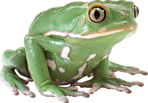 Green Frog Png Image