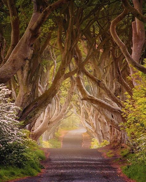The Dark Hedges Ballymoney Northern Ireland Some Of You May Be More