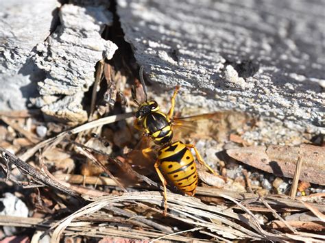 Free consumer awareness guide to pest control. 18 Best Raid Yellow Jacket Trap