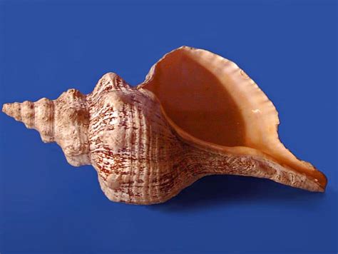 How to shell & clean conch. Concha-cavalo: um dos maiores gastrópodes do mundo ...