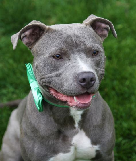 Pit Bull Porter Mid America Bully Breed Rescue