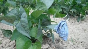 That snail is my spirit animal. Animals Eating My Tomato Plants | ThriftyFun