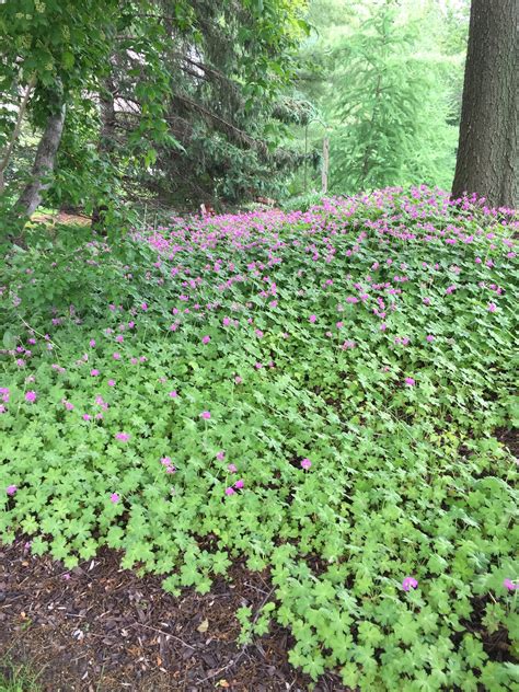 Geranium Ground Cover Images Ground Cover Good