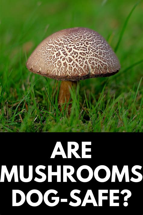 Are Backyard Mushrooms Toxic To Dogs What To Know And Do 2021