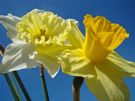 Blue Sky Twilight Spring Daffodils Flowers Photograph By