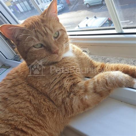 Lost Cat Ginger Cat Called Simba Bournemouth Area Dorset