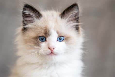 Ragdoll Cat Breed Size Appearance And Personality