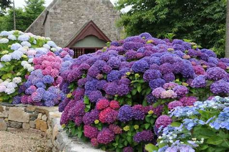 20 Ideas For Outdoor Home Decorating With Hydrangeas