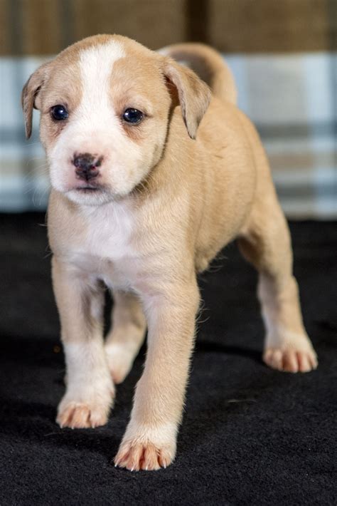 Purebred lab puppies $250 (mml > porter mn ). Boxador dog for Adoption in Pequot Lakes, MN. ADN-744451 ...