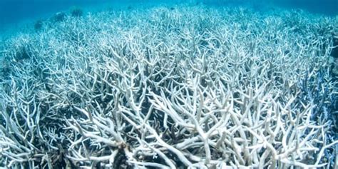 Shocking New Pictures Of Coral Bleaching On Great Barrier Reef